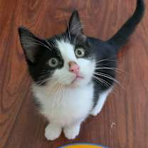 Thumbnail photo of Oliver #1