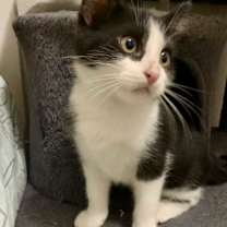 Thumbnail photo of Oliver #3