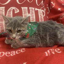 Thumbnail photo of Smoky #1