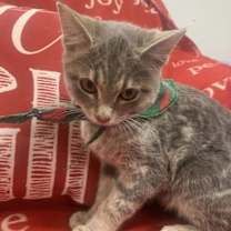 Thumbnail photo of Smoky #2