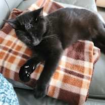 Thumbnail photo of Bindi #1