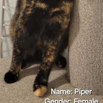 Thumbnail photo of Piper #4