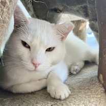 Thumbnail photo of Yeti #1