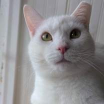 Thumbnail photo of Yeti #2