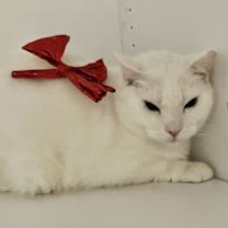 Thumbnail photo of Yeti #4