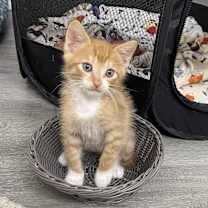 Thumbnail photo of Romo #1