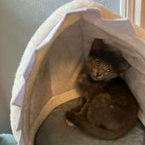 Thumbnail photo of Astrid #2