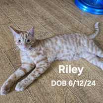 Thumbnail photo of Riley #1