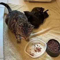 Thumbnail photo of Mavish #4