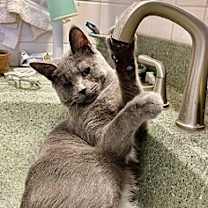 Thumbnail photo of Lark #2