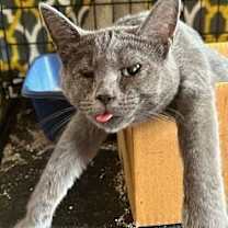 Thumbnail photo of Lark #3