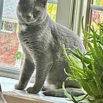 Thumbnail photo of Lark #4