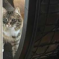 Thumbnail photo of Fetty #1