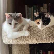 Thumbnail photo of Iris V #3