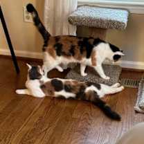 Thumbnail photo of Ruby V #2