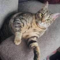 Thumbnail photo of Betty (young kitty) low fee * #1