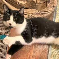 Thumbnail photo of Jax #1