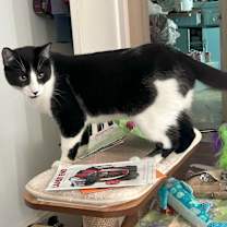 Thumbnail photo of Jax #2