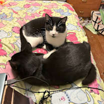 Thumbnail photo of Jax #3