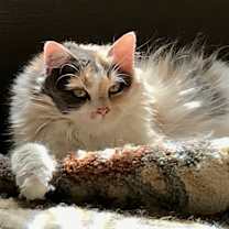 Thumbnail photo of Chloe #1