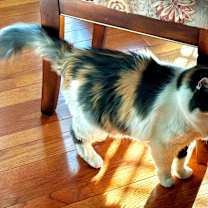 Thumbnail photo of Chloe #3