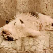 Thumbnail photo of Chloe #4