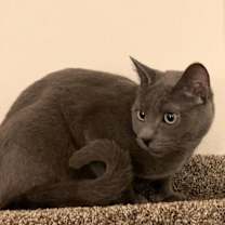 Thumbnail photo of Thor #1