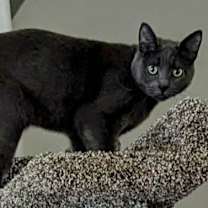 Thumbnail photo of Thor #2