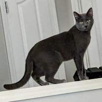 Thumbnail photo of Thor #3