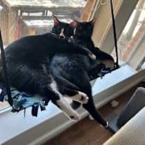 Thumbnail photo of Tipsy #1