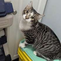 Thumbnail photo of KIKI #2