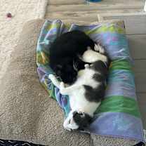 Thumbnail photo of Luna and Xena #4