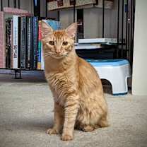 Thumbnail photo of Hercules #2