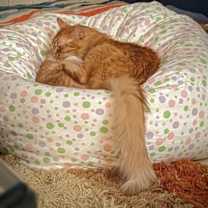 Thumbnail photo of Hercules #3