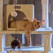 Thumbnail photo of Hercules #4