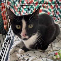 Thumbnail photo of Falicity #4