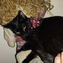 Thumbnail photo of Zoltan #1