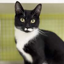 Thumbnail photo of Mahogany #2