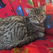 Thumbnail photo of Queenie #2