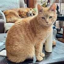 Thumbnail photo of Gourd #2