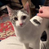 Thumbnail photo of Lu #2