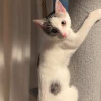 Thumbnail photo of Lu #3