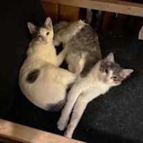 Thumbnail photo of Lu #4