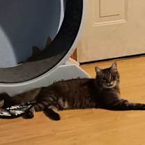 Thumbnail photo of Tinkerbelll #2