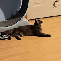 Thumbnail photo of Tinkerbelll #3