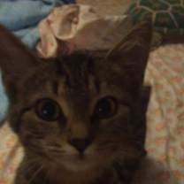 Thumbnail photo of Bonnie #2