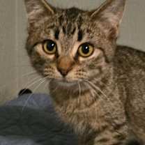 Thumbnail photo of Emerald #2