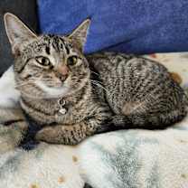 Thumbnail photo of Emerald #3