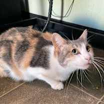 Thumbnail photo of Cleo #3