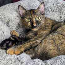 Thumbnail photo of Autumn #2